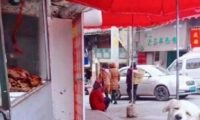 为了吃肉狗豁出去了,肉摊前坐了好数小时