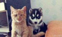 哪种宠物像猫 | 主人养了只奇葩宠物,像猫不叫猫像狗却不是狗