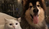 猫狗双全是种什么样的体验？