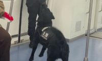 乘警和警犬在地铁上互动玩游戏,其实它也是个孩子呀
