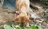 狗狗被绑在山上守菜地，瘦骨如柴，扔个苹果狼吞虎咽