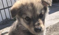 化下雪天流浪犬在女生脚旁打转,小家伙止不住哆嗦,模样叫人心痛