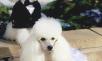这是狗儿界的“vip”?对了!拥戴它的人们也是不计其数!