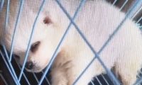 直播间买的博美犬，不到一周就病死了？宠物店：跟我没关系