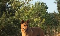 狗狗看家护院的典范：3大猕猴群入侵果园，被20只忠犬守护击退