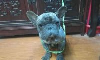 捡到一只难看的流浪犬，想不到是名犬，网友：赚变大！