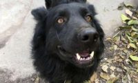 可怕野生狼竟是牧羊犬，被救时浑身是伤，志愿者忍不住落泪