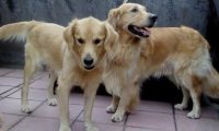 原本亲密无间的二只金毛,在母犬产下小黑狗以后,完全闹僵了