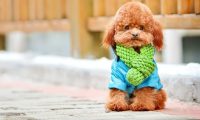 用“三步倒”“毒镖”杀犬并贩卖!深圳一“偷狗贼”被提起公诉