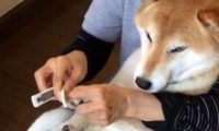 柴犬剪指甲全程狂叫，主人家看透后爱理不理，狗界金马影帝激情片段过重