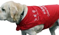导盲犬进公共场所不应遭拒
