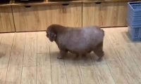 在超市偶遇一只狗狗，走近一看后差点笑岔气：以为是头宠物猪？