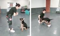 德牧犬乱大小便怎么办？广州正规训犬基地45天训练狗狗学会定点排便