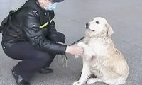 巡逻犬发现1个小孩在哭泣，民警了解后忍不住赞叹：也太厉害了吧