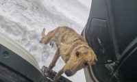 货车司机雪地救了灵缇犬,第三天出车祸竟没受伤,狗子带来的运气