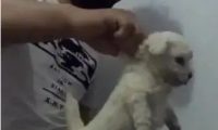 男主角一只手捏紧狗狗的皮,捉起来抖起来,狗狗被吓直了!