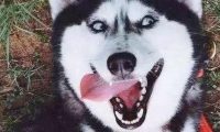 二哈和柴犬谈恋爱,结果生下了这萌货,主人很欢乐,二哈却很懵圈