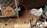 给二哈买的笼子太大,狗狗总被卡在窟窿上,主人:记吃不记打!