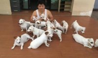 主人痴迷一种狗狗,一次养了20只,晚上睡觉简直宫斗!