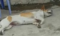 狗狗生病裸躺街头 狠心主人不愿花钱救治 用水将其灌死