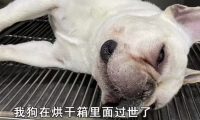 爱犬死在宠物医院!当事人:为何死在烘干机内?