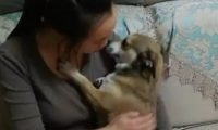 狗子被男主人一顿揍后，委屈的钻入女主人怀中发牢骚，萌化了