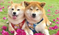萌宝电动车充电站，柴犬姐弟凭着讨人喜欢的表面吸引住数万粉絲