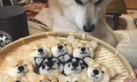 网友干了和柴犬造型一样的点心,它都猜疑狗生了:全是我的崽吗?