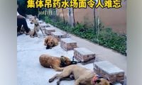 狗狗趴地上集体打吊针,目击者:它们吃了五仁月饼导致身体不适