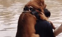 暴雨无情，人间有爱！主人背着金毛犬蹚水撤离