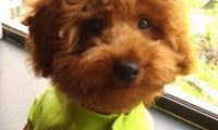 民警办案迅速一小时内找回丢失的泰迪犬