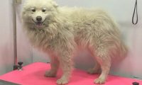 流浪犬走在路上往返徘徊,男孩儿送去宠物用品店后,营业员:捡到宝了