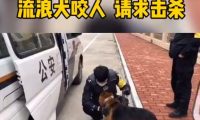 市民请求击杀“咬人”流浪狗，网友却大呼：快收编它吧！