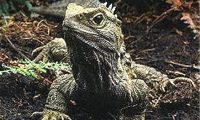 刺背鳄蜥身份信息