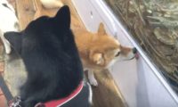 主人带秋田犬吃海产品,还没有上菜就隔着夹层玻璃开舔帝王蟹,汪星人:我馋它的身体!