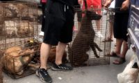 1900块，狗主看着自己的数只狗狗被夹进狗肉笼，狗主：我都不可惜这些狗