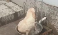 刚加水洗床单,狗狗抢先一步,在水中摇摆,像无比儿时的你