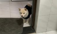主人上厕所拉肚子了,狗狗站在门口一脸认真模样:又吃坏肚子了?