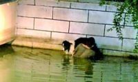 70斤边境牧羊犬落水主人下水托举两小时 消防：边牧会水