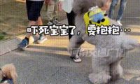 一年轻女子带自家的贵宾犬出去逛街，一路上吸足了路人的目光