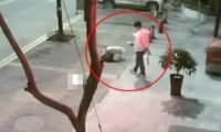 不戴口罩、不牵狗绳？男子遛狗纵容流浪狗被咬死网友：严惩