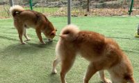 国庆出游特别注意家犬饮食搭配个人行为,马路边野香菇并不宜狗类服用
