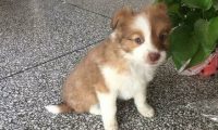 流浪狗垃圾堆里翻东西，让女网友很心疼