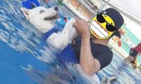 主人家带小狗去游水，哪想二哈忽然飘在河面上：您它是卡死了？