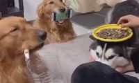 雪橇犬被作为餐桌,金毛当手机架和垃圾箱,养宠物千日用狗一时!