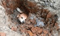 狗狗被埋土里惨叫求助，过路人立即入门刨土，全过程看见十分心痛