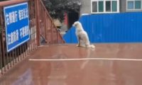 小白狗每天守桥上,等着下面的小黑狗,最后学生被感动相助