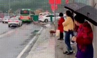 爱心接力赛!热心人网上为流浪狗寻主,两天后狗狗即被好心人收养