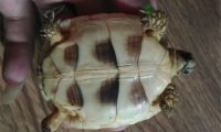 缘翘陆龟身份信息