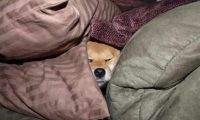 柴犬科学上网爬到另一家庭院，結果被卡死身体不可以动，一看小表情被逗乐